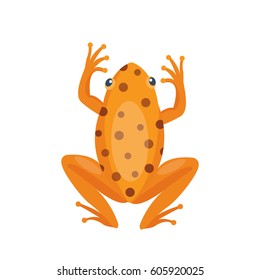 Frog cartoon tropical brown animal cartoon nature icon funny and isolated mascot character wild funny forest toad amphibian vector illustration.
