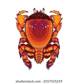 Frog Crab top view detailed vector with unique body shape and bright orange colour