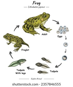 Frog Cycle Infographic Diagram showing different phases and development stages including newborn cub adolescent and adult Frog for biology science education