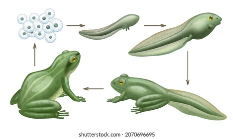 Frog cycle life. Water animals growth evolution of wild amphibians tadpoles decent vector realistic biology concept infographic pictures