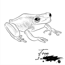 Frog Drawing, Animal Sketch Realistic, Vector Illustration