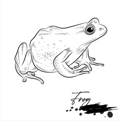 Frog Drawing, Animal Sketch Realistic, Vector Illustration