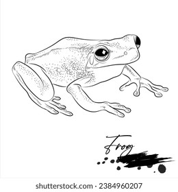 Frog drawing, animal sketch realistic, vector illustration