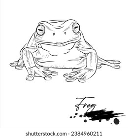 Frog drawing, animal sketch realistic, vector illustration