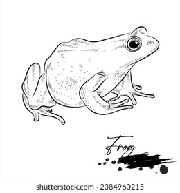 Frog drawing, animal sketch realistic, vector illustration