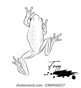 Froschzeichnung, Tierskizze realistisch, Vektorgrafik