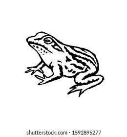 Frog drawing sketch. Hand drawn design vector illustration