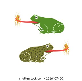 Frog to eat field cricket. Abstract frog on white background. Bufo Common European Toad