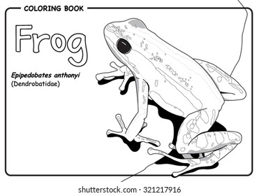 Frog from Ecuador - Epipedobates anthonyi (Dendrobatidae)