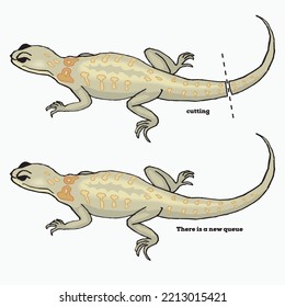 Frog egg. Reproduction types. Regeneration of the severed tail of the lizard. Regeneration