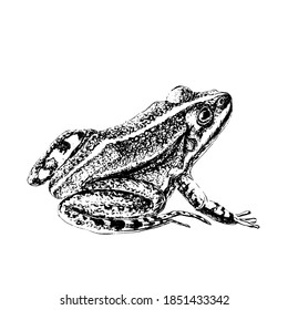 Frog engraving style. Drawn in ink. Black and white.