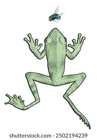 Frosch mit einer Fliege. Schnittdarstellung