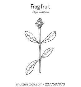 Frog fruit (Phyla nodiflora), edible and medicinal plant. Hand drawn botanical vector illustration