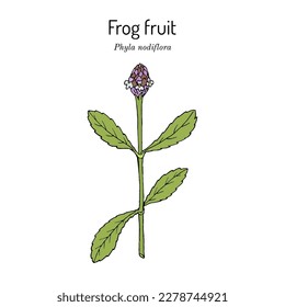 Frog fruit (Phyla nodiflora), edible and medicinal plant. Hand drawn botanical vector illustration