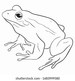 Froschgrafisches Design, Vektorillustration-Skizze, Kunstgrafik eines Amphibien