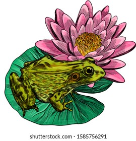 frog green on pink water Lily