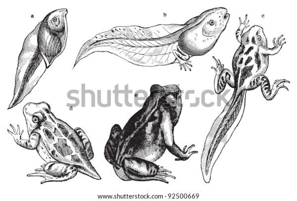 Frog Growing Fase Vintage Illustration Meyers Stock Vector (Royalty ...