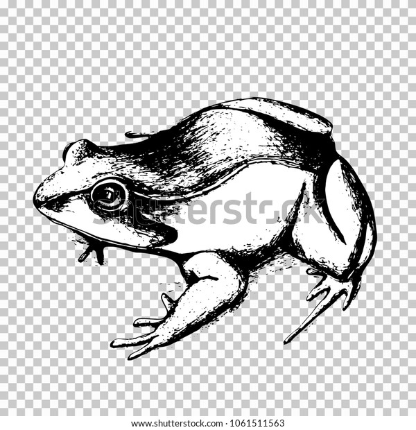 Frog Hand Drawing Black Sketch Animal Stock Vector (Royalty Free ...