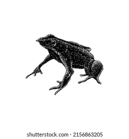 Darwin’s Frog Hand Drawing Vector Illustration Isolated On White Background