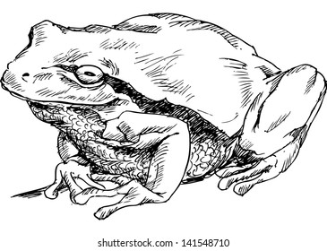 Frog Hand Drawn Stock Vector (Royalty Free) 141548710 | Shutterstock