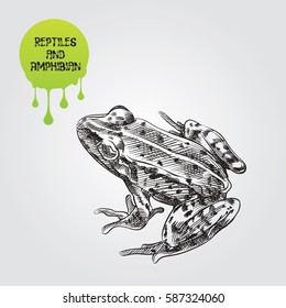 Frog hand drawn sketch isolated on white background and green blob with drops. Reptiles and amphibian sketch elements vector illustration.