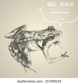 Frog. Hand drawn vector illustration. Can be used separately from your design.