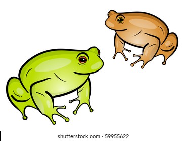 frog isolated on the white