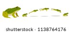 Frog jumping animation  sequence. Vector illustration.