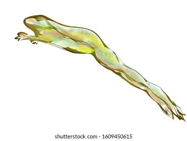 frog jumping. toad isolated on a white background