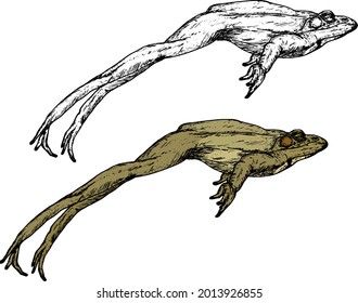Frog leaping through the air. Hand drawn vector illustration.