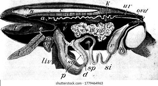 A Frog With The Left Side Cut Away And Some Of The Organs Pulled Downward, With The Parts Like, Aorta, Bladder, Spinal Cord, Small Intestine, Kidney, Ventricle Of The Heart And Other, Shown, Vintage