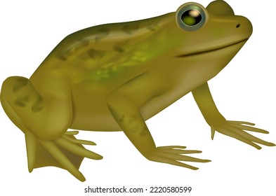 Frosch Leben Biologie Wissenschaft pädagogisches Poster. Realistische Ziehfrostgrafik für die Enzyklopädie