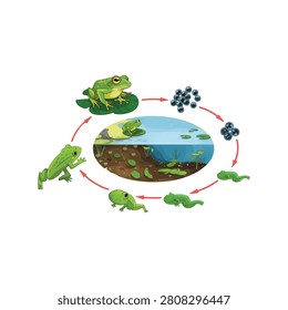 frog life cercle swing here