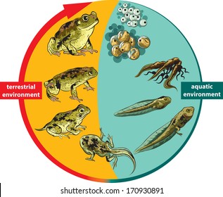 Frog Life Cycle.