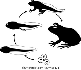 Frog Life Cycle