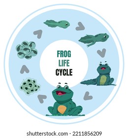 Frog Life Cycle. Amphibian Metamorphosis Diagram. Toad Ontogenesis. Development From Frogspawn Reproduce To Tadpoles. Water Animal Evolution. Aquatic Fauna. Vector Biological Infographic