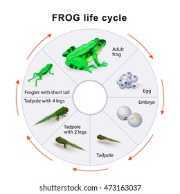 frog life cycle. Amphibian Metamorphosis.