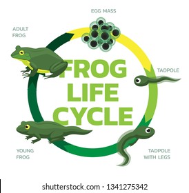 Frog Life Cycle Cartoon Cute Vector Illustration Set