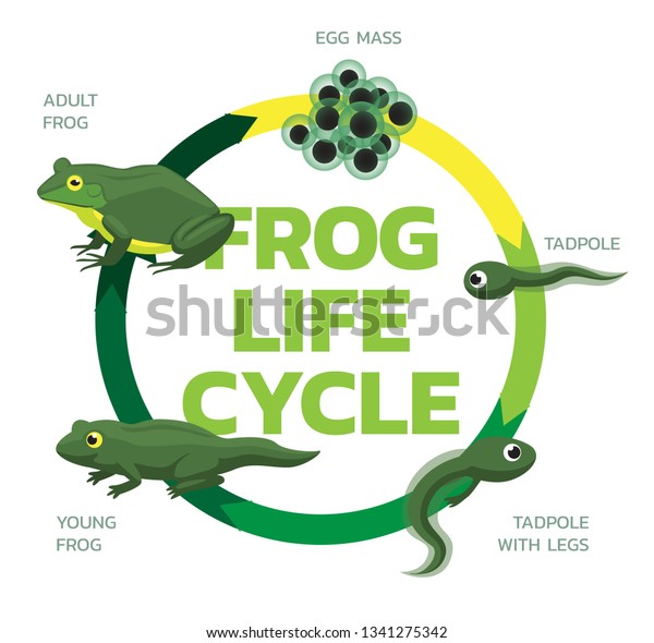 Frog Life Cycle Cartoon Cute Vector Stock Vector (Royalty Free ...