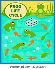 Frog Life Cycle - Cartoon diagram of the frog life cycle. Eps10