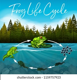 ilustración del concepto del ciclo de vida de la rana