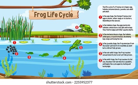 Frog Life Cycle concept vector illustration