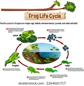 Frog Life Cycle concept vector illustration