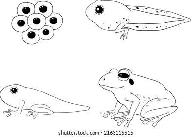 Frog life cycle diagram doodle illustration