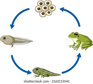 Frog Life Cycle Diagram Illustration Stock Vector (Royalty Free ...