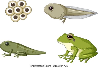 Frog life cycle diagram illustration