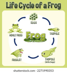 Frog Life Cycle Diagram illustration