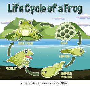 Frog Life Cycle Diagram illustration