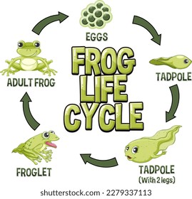 Frog Life Cycle Diagram illustration