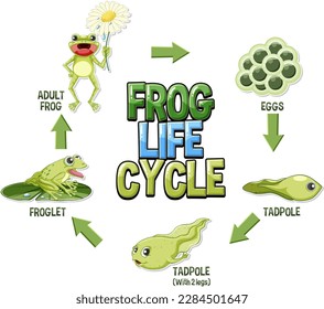 Frog Life Cycle Diagram illustration